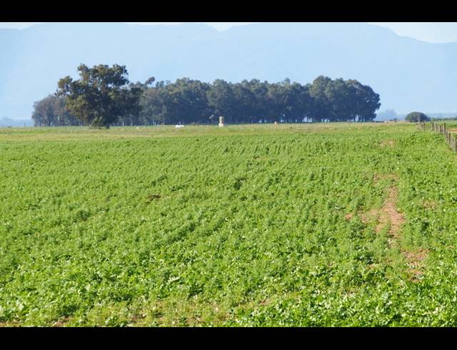 603HA FARM FOR SALE IN HOPEFIELD RURAL
